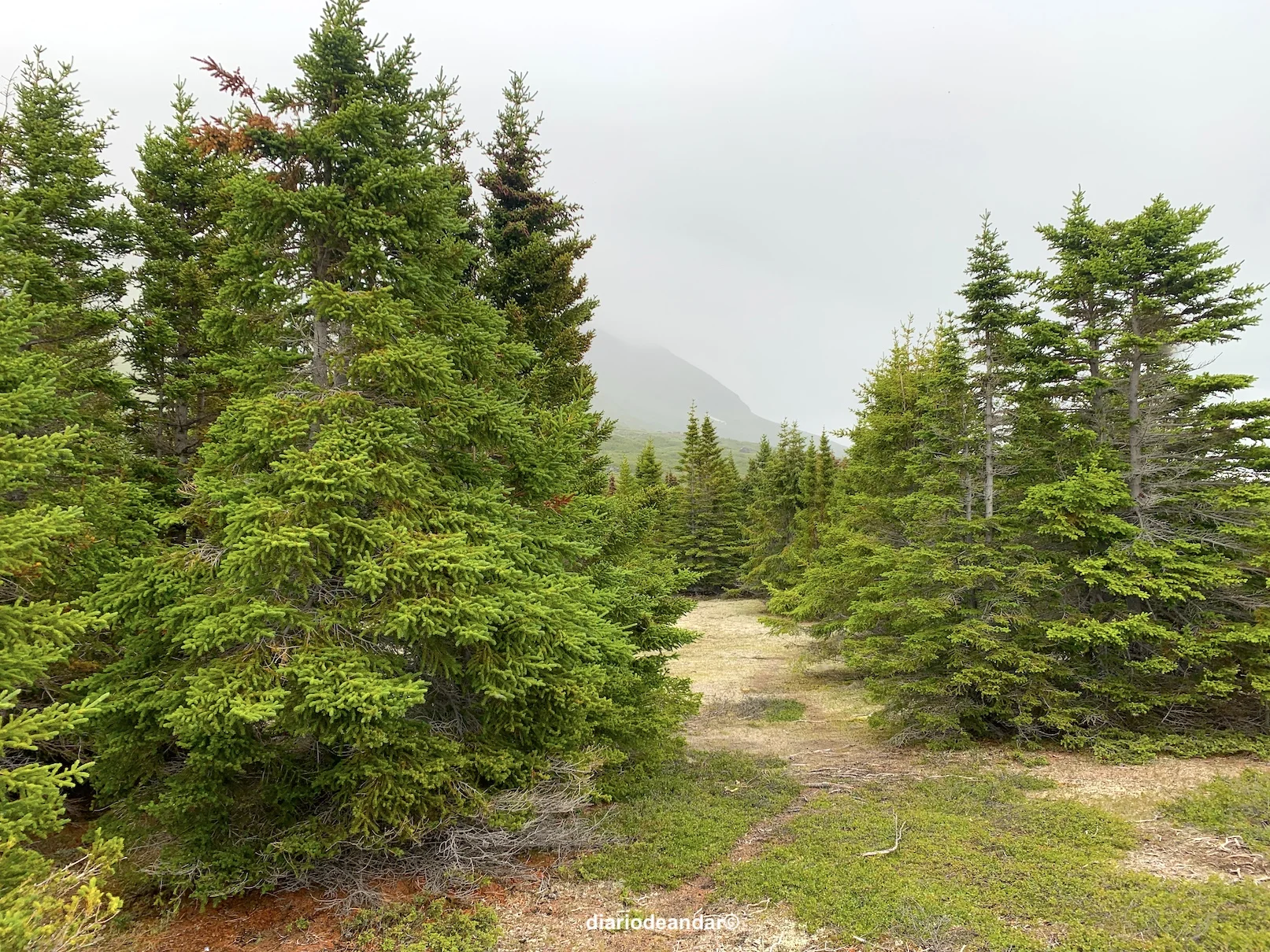 Bosques en Groenlandia